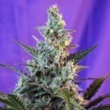 Sweet Skunk - F1 Fast Version (Sweet Seeds) feminizada