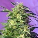 Killer Kush Auto (Sweet Seeds) feminizada