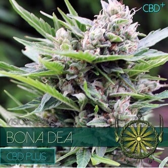 Bona Dea (Vision Seeds) feminizada