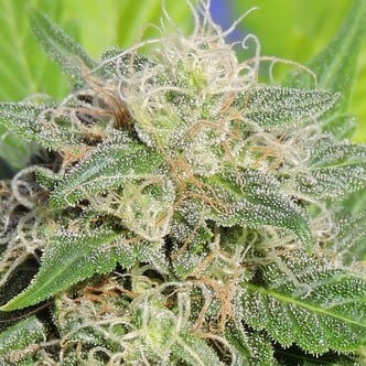 Super Auto Lemon Haze (Original Sensible Seeds) feminizada