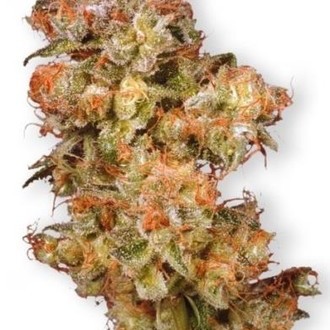Snow Bud (Dutch Passion) feminizada