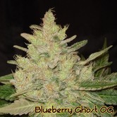Blueberry Ghost OG (Original Sensible Seeds) feminizada