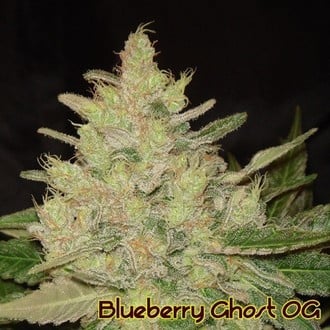 Blueberry Ghost OG (Original Sensible) feminizada