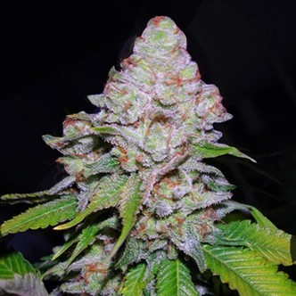 White Berry (VIP Seeds) feminizada