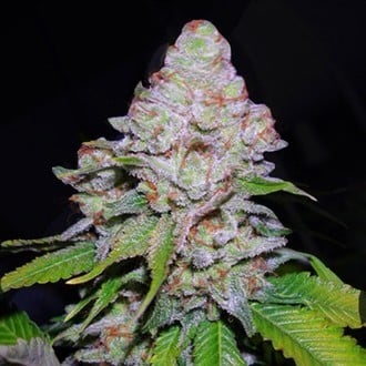 White Berry (VIP Seeds) feminizada