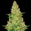 Power VIP (VIP Seeds) feminizada