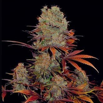 Landysh (VIP Seeds) feminizada