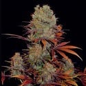 Landysh (VIP Seeds) feminizada