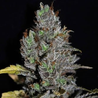 Viagrra (VIP Seeds) feminizada