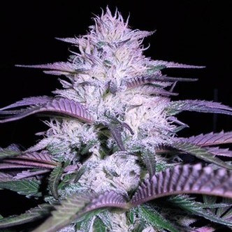 Currant Kush (VIP Seeds) feminizada