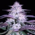 Currant Kush (VIP Seeds) feminizada