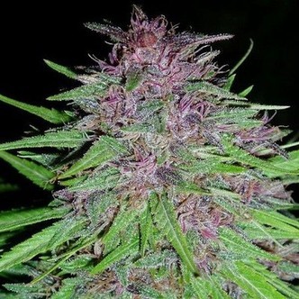 Erdpurt (ACE Seeds) feminizada