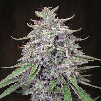 Bangi Haze (ACE Seeds) feminizada