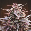 Purple Haze x Malawi (ACE Seeds) feminizada