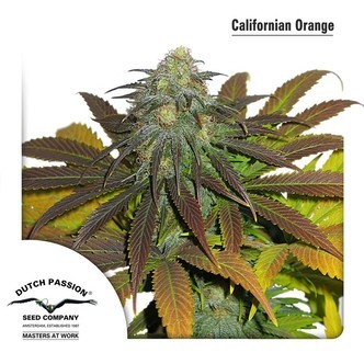 Californian Orange (Dutch Passion) feminizada