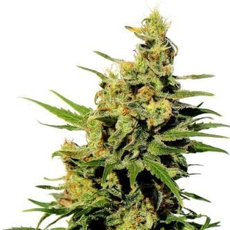 BCN Diesel CBD (Kannabia) feminizada