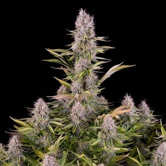 Amnesia Kush (Dinafem) feminizada