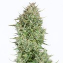 Blue Kush Autofloreciente (Dinafem) feminizada