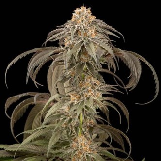 Purple Afghan Kush (Dinafem) feminizada