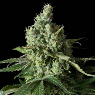 Moby Dick CBD (Dinafem) feminizada