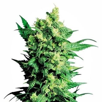 Shiva Shanti 2 (Sensi Seeds) Regular