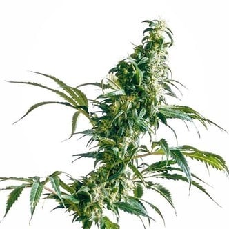 Mexican Sativa (Sensi Seeds) regular/feminizada