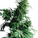 Shiva Shanti (Sensi Seeds) regular