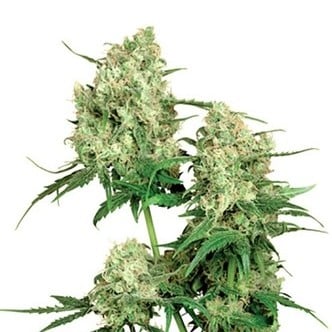 Maple Leaf Indica (Sensi Seeds) regular