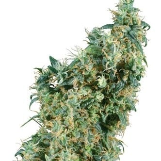 First Lady (Sensi Seeds) regular