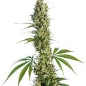 Eagle Bill (Sensi Seeds) regular