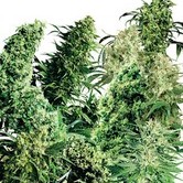 Mezcla de Interior (Sensi Seeds) regular