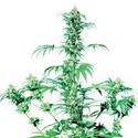 Early Girl (Sensi Seeds) regular