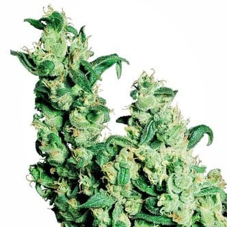 Jack Herer (Sensi Seeds) regular