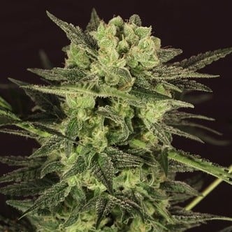 AUTO MK-Ultra® Kush (T.H. Seeds) feminizada