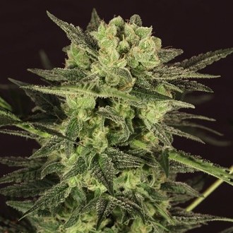 AUTO MK-Ultra® Kush (T.H.Seeds) feminizada