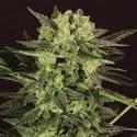 AUTO MK-Ultra® Kush (T.H.Seeds) feminizada