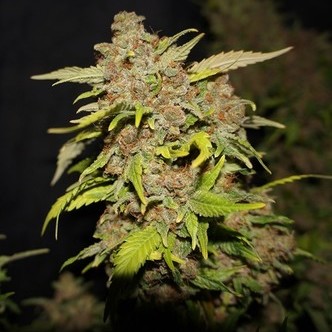 MOB (T.H. Seeds) feminizada