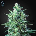 White Widow Auto CBD (Greenhouse Seeds) feminizada