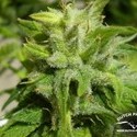 Euforia (Dutch Passion) feminizada