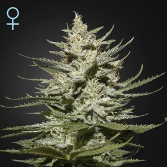 The Church CBD (Greenhouse Seeds) feminizada