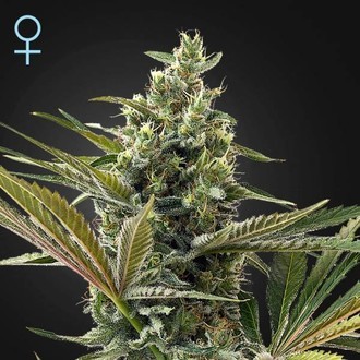 Super Lemon Haze Auto CBD (Greenhouse Seeds) feminizada