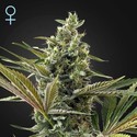 Super Lemon Haze Auto CBD (Greenhouse Seeds) feminizada