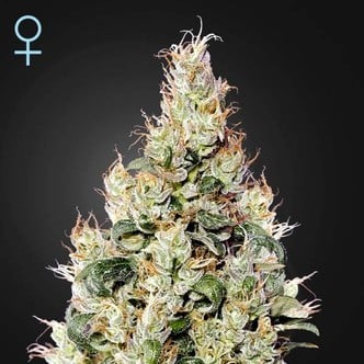 Exodus Cheese Auto CBD (Greenhouse Seeds) feminizada