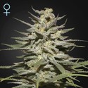 Super Lemon Haze CBD (Greenhouse Seeds) feminizada