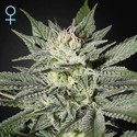 King's Kush CBD (Greenhouse Seeds) feminizada