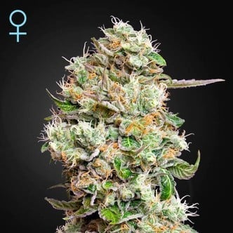 King's Kush Autofloreciente CBD (Greenhouse Seeds) feminizada