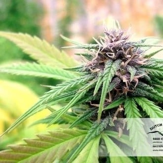 Hollands Hope (Dutch Passion) feminizada