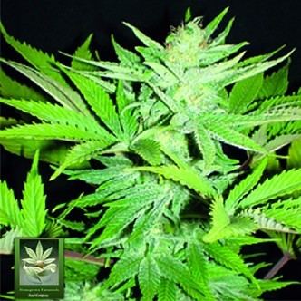 Homegrown Lowryder (Homegrown Fantaseeds) feminizada