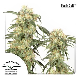 Pamir Gold (Dutch Passion) feminizada