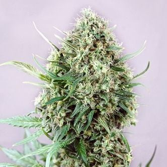 Jack Diesel Auto (Positronics) feminizada